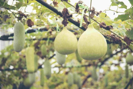 Ash gourd in hindi