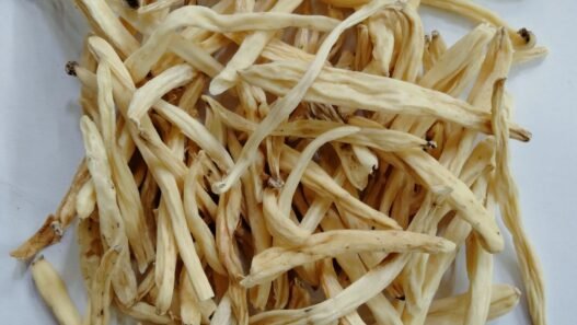 safed musli health benefits in hindi